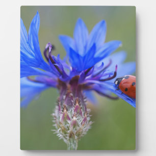 De blauwe Wijnstok van de Kunst van het Lot van de Fotoplaat