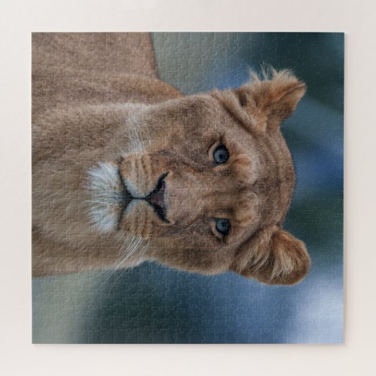 De blauwogige leeuwin legpuzzel (Horizontaal)