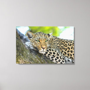 De blik van een luipaard canvas afdruk