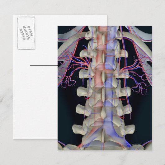 De bloedtoevoer van lendenwervels briefkaart (Voorkant / Achterkant)