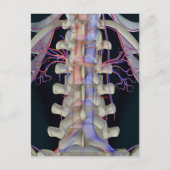 De bloedtoevoer van lendenwervels briefkaart (Voorkant)