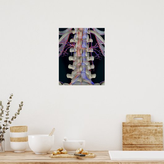 De bloedtoevoer van lendenwervels poster (Keuken)