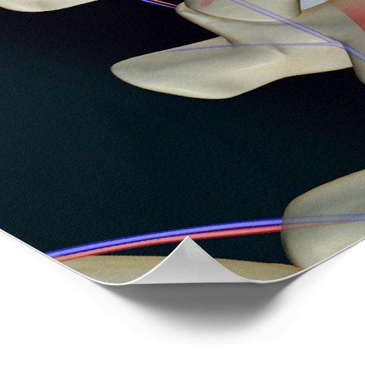 De bloedtoevoer van lendenwervels poster (Hoek)