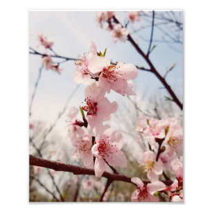 De Bloei van Sping Foto Afdruk