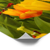 de bloei van tulpen op Poster Paper (Matte) (Hoek)