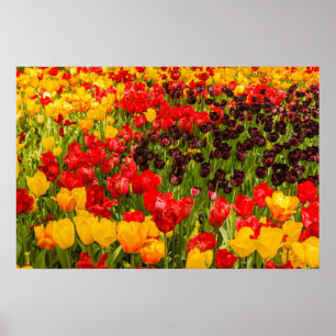 de bloei van tulpen op Poster Paper (Matte)