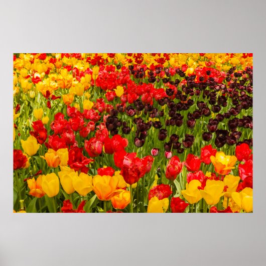 de bloei van tulpen op Poster Paper (Matte) (Voorkant)