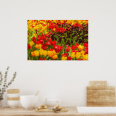 de bloei van tulpen op Poster Paper (Matte) (Keuken)