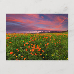 De bloeiende Bloem van het Wereldbol Briefkaart