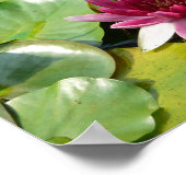 De bloeiende roze waterlily poster (Hoek)