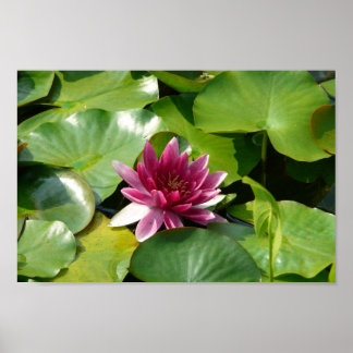 De bloeiende roze waterlily poster