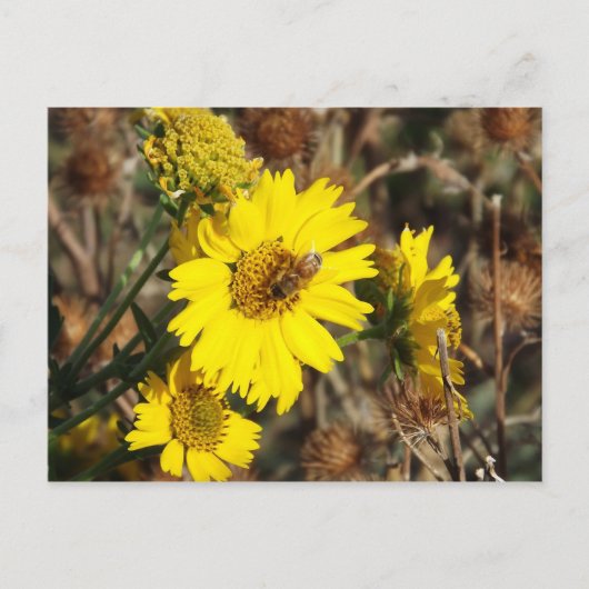 De Bloem en de bijen Briefkaart (Voorkant)