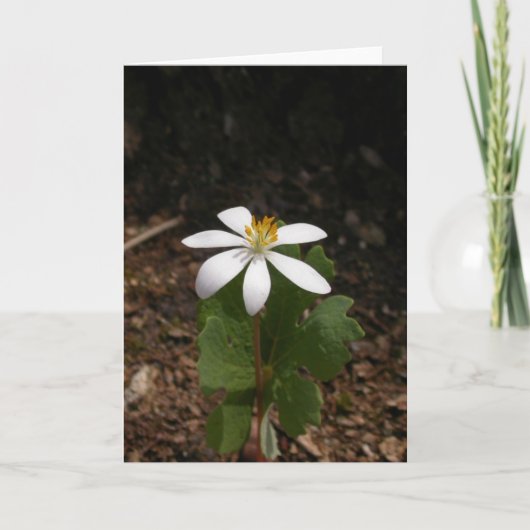 De bloem van Bloodroot Kaart (Voorkant)