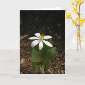 De bloem van Bloodroot Kaart (Gele Bloem)