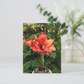 De Bloem van de Amaryllis van Kerstmis Feestdagenkaart (Staand voorkant)