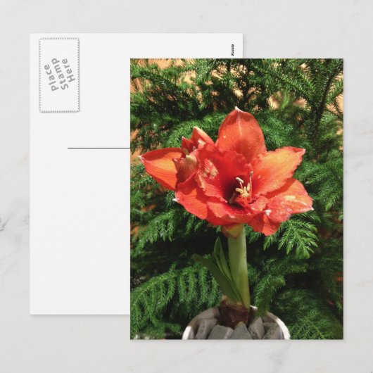 De Bloem van de Amaryllis van Kerstmis Feestdagenkaart (Voorkant / Achterkant)