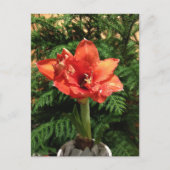 De Bloem van de Amaryllis van Kerstmis Feestdagenkaart (Voorkant)
