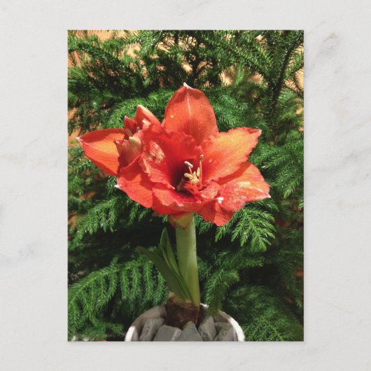De Bloem van de Amaryllis van Kerstmis Feestdagenkaart (Voorkant)