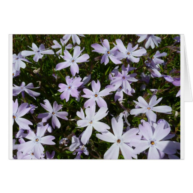 De bloem van de flox (Voorkant Horizontaal)