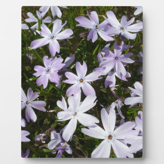 De bloem van de flox fotoplaat (Voorkant)