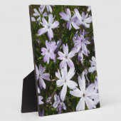 De bloem van de flox fotoplaat (Zijkant)