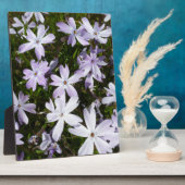 De bloem van de flox fotoplaat (Zijkant)
