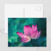 De Bloem van de Waterlelie van Lotus Briefkaart (Voorkant / Achterkant)