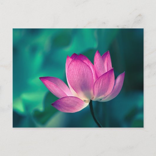 De Bloem van de Waterlelie van Lotus Briefkaart (Voorkant)