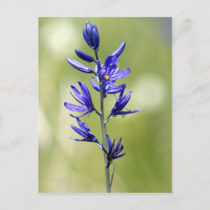 De bloem van een camas lelie in Valley County, Briefkaart