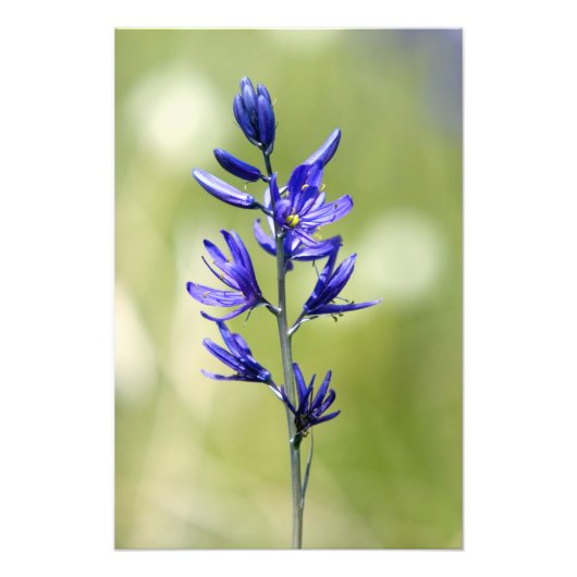 De bloem van een camas lelie in Valley County, Foto Afdruk (Voorkant)