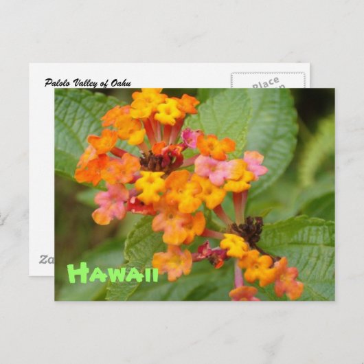 De Bloem van Hawaï Briefkaart (Voorkant / Achterkant)