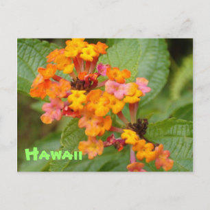 De Bloem van Hawaï Briefkaart