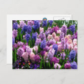 De Bloemen Gemeenschappelijke Hyacint van het Briefkaart (Voorkant / Achterkant)