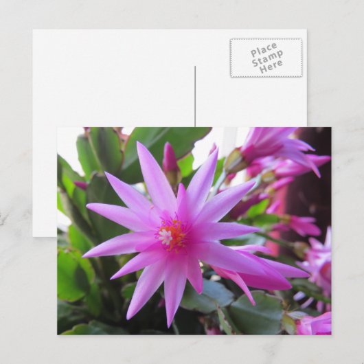 De Bloemen van de Cactus van Pasen Feestdagenkaart (Voorkant / Achterkant)