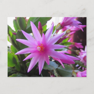 De Bloemen van de Cactus van Pasen Feestdagenkaart