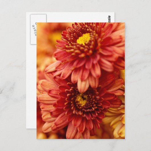 De Bloemen van de Chrysant van de herfst - Rood en Briefkaart (Voorkant / Achterkant)