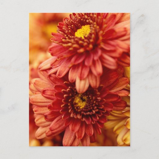 De Bloemen van de Chrysant van de herfst - Rood en Briefkaart (Voorkant)