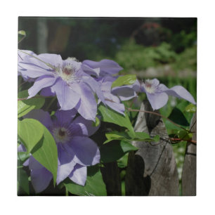 De Bloemen van de Clematissen van de lavendel op Tegeltje