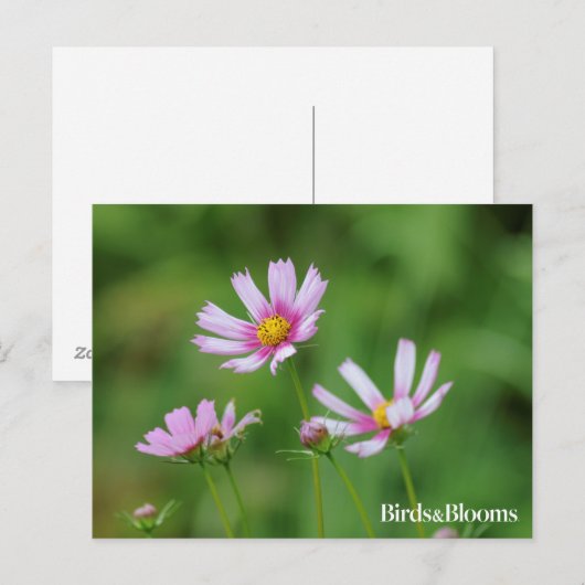 De Bloemen van de kosmos Briefkaart (Voorkant / Achterkant)