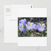 De Bloemen van de krokus Briefkaart (Voorkant / Achterkant)