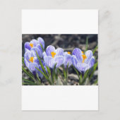 De Bloemen van de krokus Briefkaart (Voorkant)