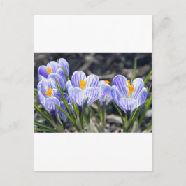 De Bloemen van de krokus Briefkaart