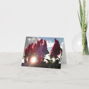 De Bloemen van de vlam bij Zonsondergang v2 Kaart