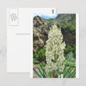 De bloemen van de yucca in de Azoren Briefkaart (Voorkant / Achterkant)