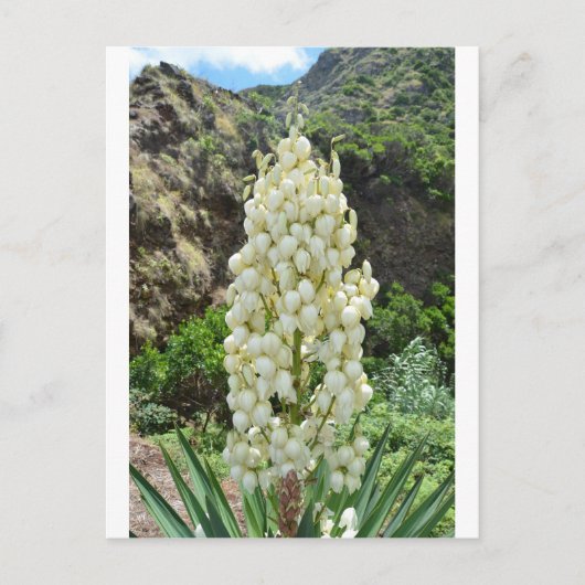 De bloemen van de yucca in de Azoren Briefkaart (Voorkant)