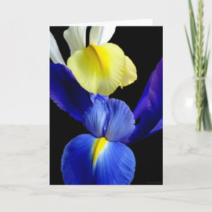 De Bloemen van het blauw & van het Gele lis 4b Kaart