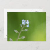 De Bloemen van het vergeet-mij-nietje Briefkaart (Voorkant / Achterkant)
