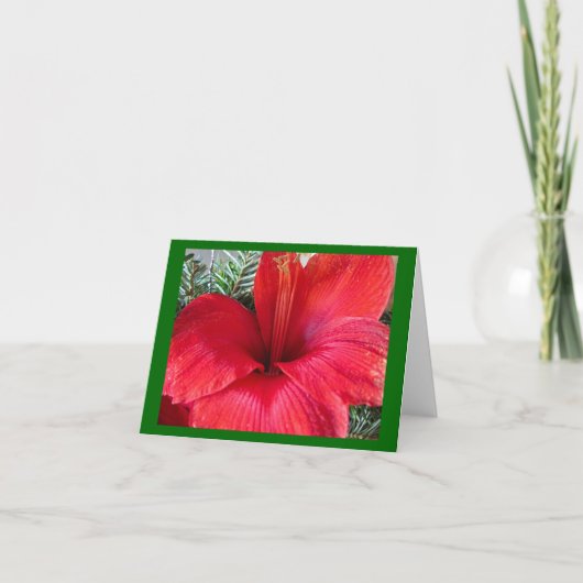De Bloesem van de amaryllis Feestdagen Kaart (Voorkant)