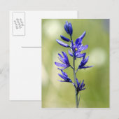 De bloesem van een kamaslelie in het district Vall Briefkaart (Voorkant / Achterkant)