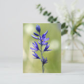 De bloesem van een kamaslelie in het district Vall Briefkaart (Staand voorkant)